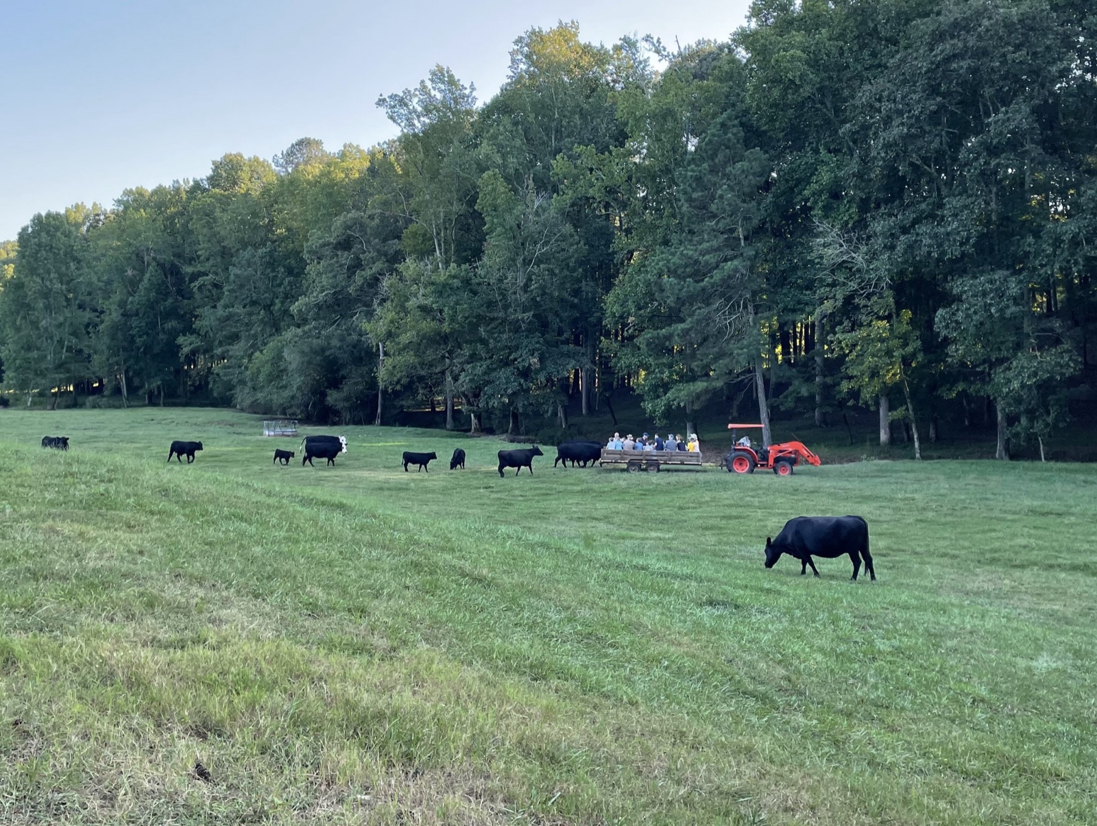 Cattle grazing at dusk in Milton