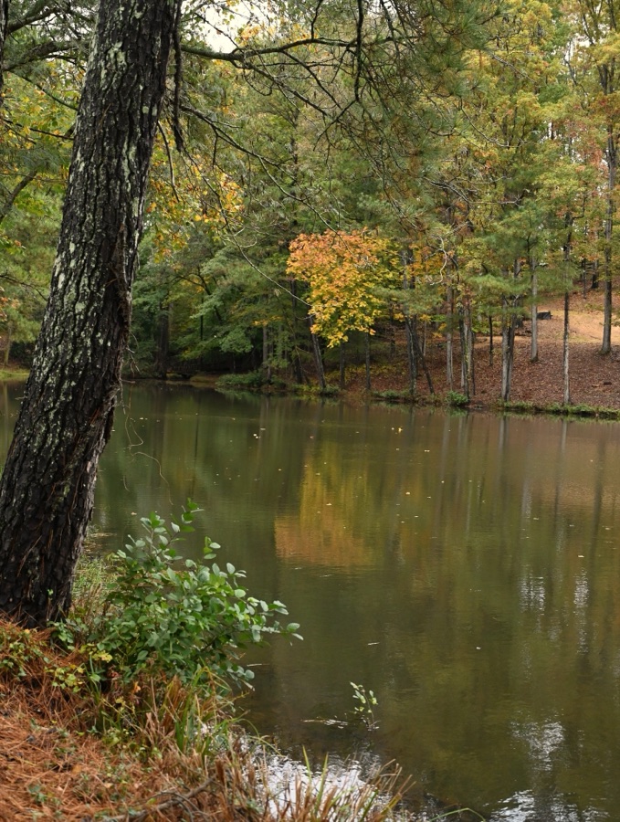 Pond reflecting fall foliage in Milton
